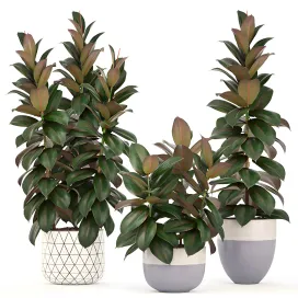 Collection of plants ficus elastica